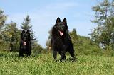 SCHIPPERKE 728